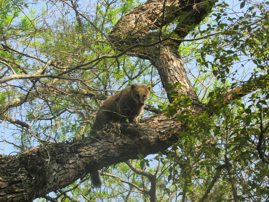 South American Coati In September 2023 By Nilo Casco INaturalist   Large 