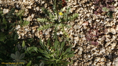 Calandrinia menziesii