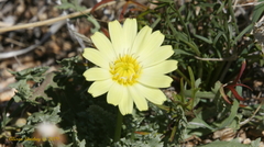 Anisocoma acaulis