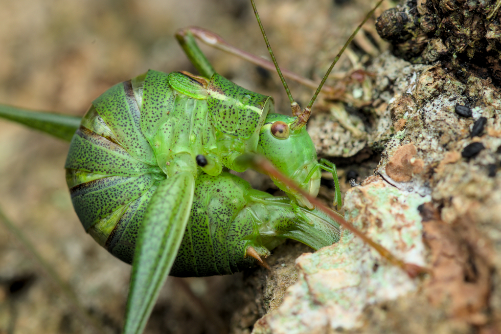 Speckled bush-cricket (Leptophyes punctatissima)