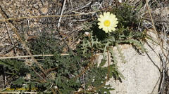 Anisocoma acaulis