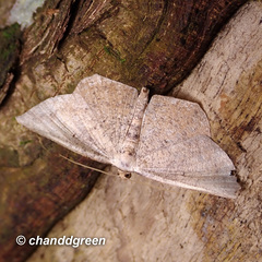 Plesiomorpha punctilinearia