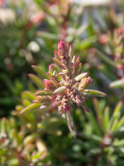 Threlkeldia diffusa