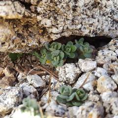 Draba asterophora asterophora