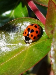 Harmonia axyridis