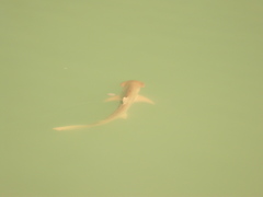 Sphyrna tiburo