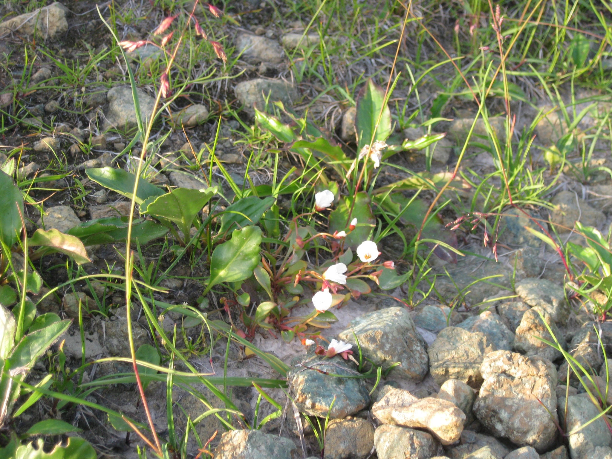 Claytonia arctica
