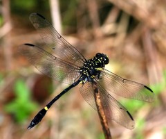 Gomphidictinus perakensis