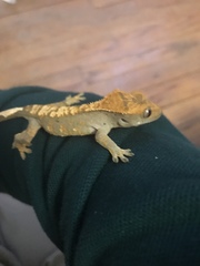 Correlophus ciliatus