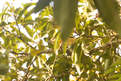 Thamnophilus atrinucha