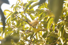 Thamnophilus atrinucha