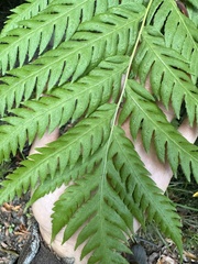 Woodwardia fimbriata image
