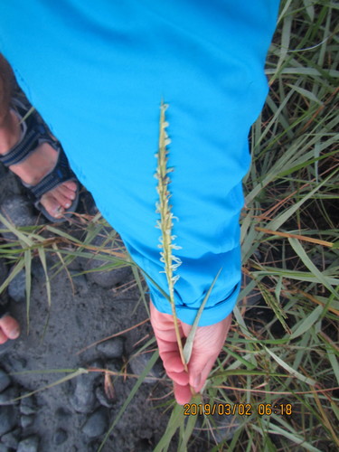 Sporobolus townsendii, 2019-03-02