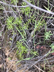 Apiastrum angustifolium