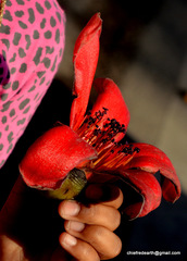 Bombax ceiba
