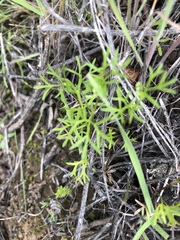 Apiastrum angustifolium