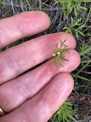 Apiastrum angustifolium