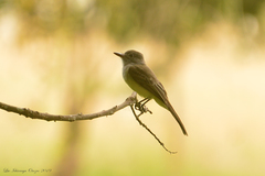 Myiarchus panamensis
