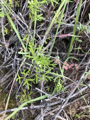 Apiastrum angustifolium