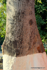 Bombax ceiba