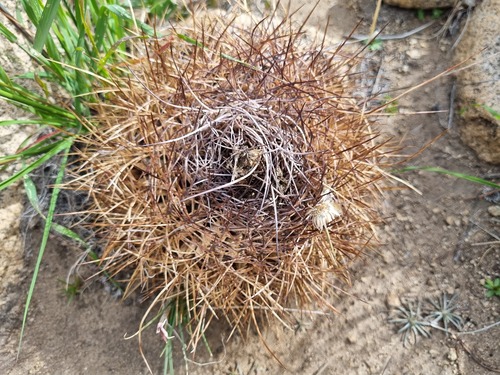 Eriosyce engleri
