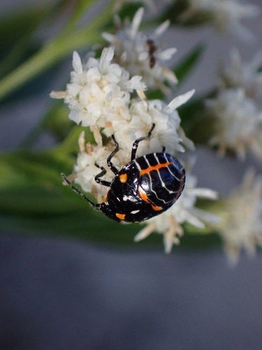 iNaturalist observation photo of Harlequin Bug