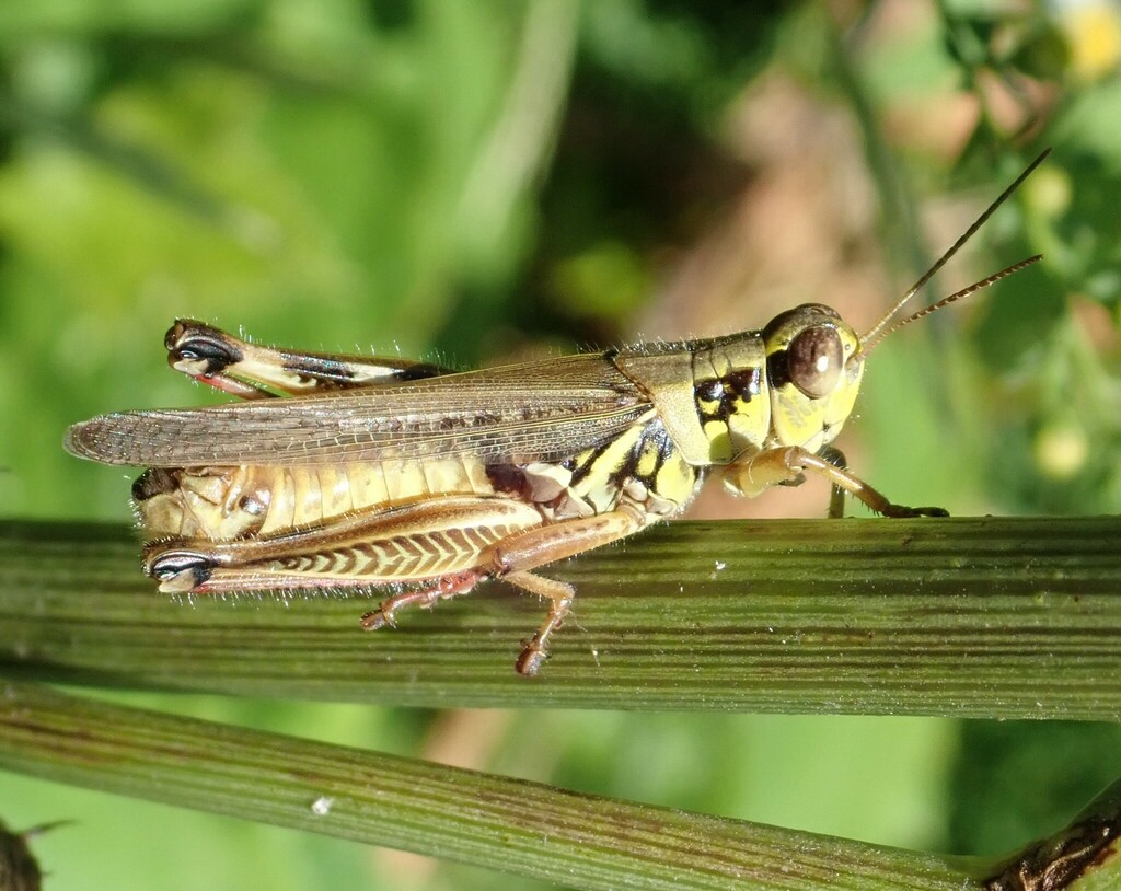 Red-legged Grasshopper from 12100 Glen Rd, Potomac, MD 20854 on ...