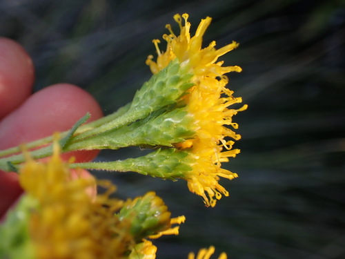 iNaturalist observation photo of Coastal Goldenbush