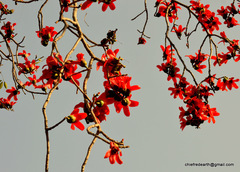 Bombax ceiba