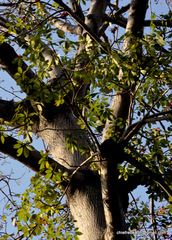 Bombax ceiba
