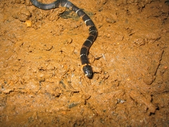 Atractus elaps