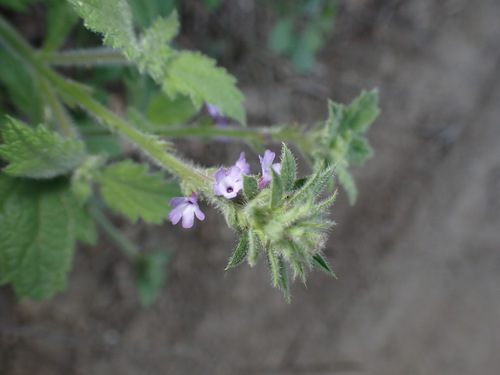iNaturalist observation photo of vervains