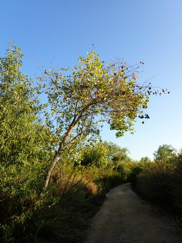 iNaturalist observation photo of Frémont Cottonwood