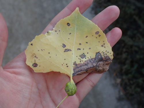 iNaturalist observation photo of Cherubic Poplar Petiole-gall Aphid