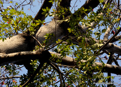 Bombax ceiba