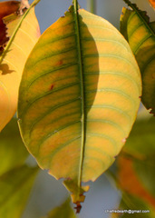 Bombax ceiba