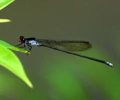 Pseudagrion pruinosum