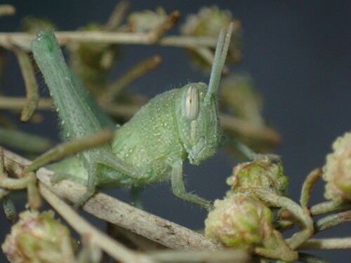 iNaturalist observation photo of Gray Bird Grasshopper