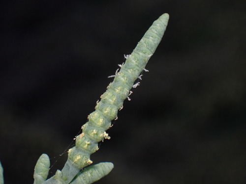 iNaturalist observation photo of Parish's glasswort