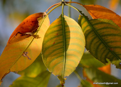 Bombax ceiba