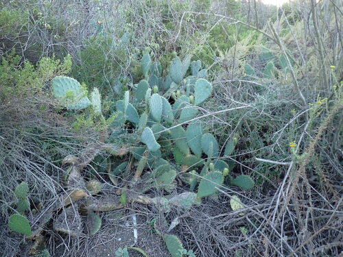 iNaturalist observation photo of Prickly Pears