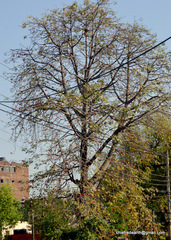 Bombax ceiba