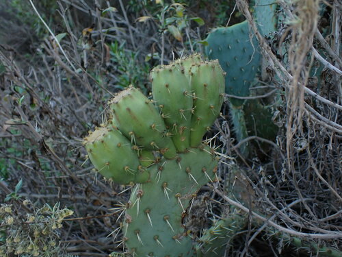 iNaturalist observation photo of Prickly Pears