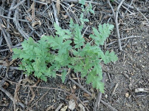 iNaturalist observation photo of branching phacelia