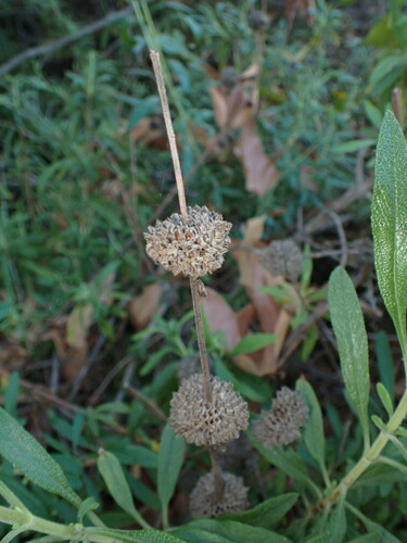 iNaturalist observation photo of black sage
