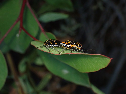 iNaturalist observation photo of Harlequin Bug