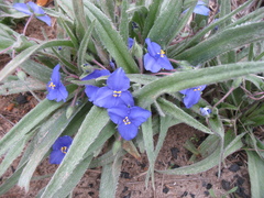 Tradescantia subacaulis