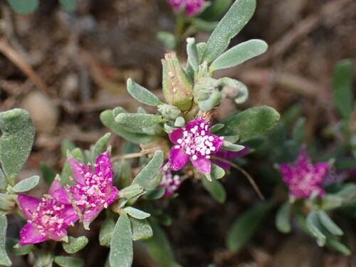 iNaturalist observation photo of Western Seapurslane
