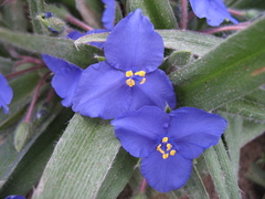 Tradescantia subacaulis
