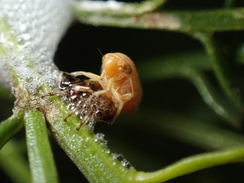 iNaturalist observation photo of Clastoptera lineatocollis